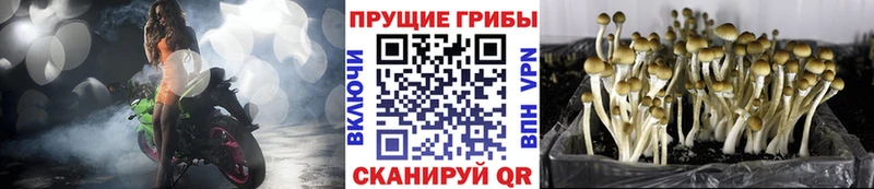 ссылка на мегу зеркало  Боровичи  Галлюциногенные грибы GOLDEN TEACHER  продажа наркотиков 